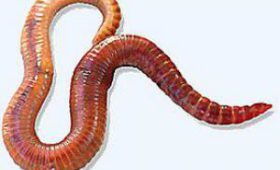 У червей и млекопитающих нашли два гена-противника здорового старения