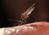 Ученые предложили новый вариант лечения малярии