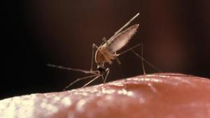 Ученые предложили новый вариант лечения малярии