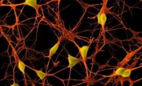 Ученые раскрыли механизм «живучести» нейронов