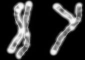Ученые открыли новые свойства Y-хромосомы