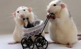 Самки мышей не смогли набрать мышечную массу без рецептора к эстрогену