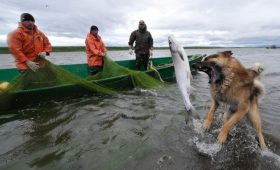 Рыбаки попросили не запрещать промысел по заключениям ФАС об иностранцах»/>