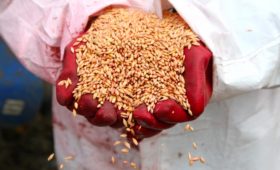 Минсельхоз предложил временно ограничить экспорт зерна из России