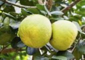 Врачи рассказали, кому категорически нельзя есть помело