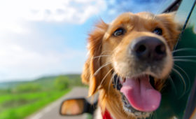 Лексус, ко мне: составлен рейтинг «автомобильных» кличек собак