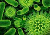 «Каннибализм» у бактерий: они едят друг друга – и человек может этим воспользоваться