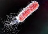 Физики порвали кишечную палочку