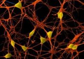 Ученые раскрыли механизм «живучести» нейронов