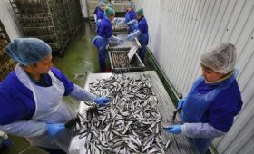 Рыбопромышленники вступились за импорт сельди с Фарерских островов»/>