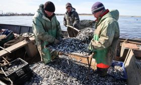Росрыболовство сочло незаконными массовые отказы рыбакам в вылове корюшки»/>